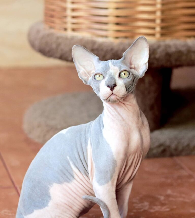 chat sphynx