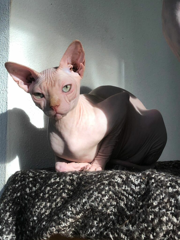 chat sphynx