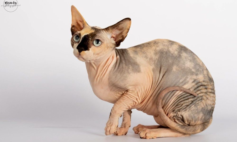 48406529_2245667302110582_2836564941090062336_n